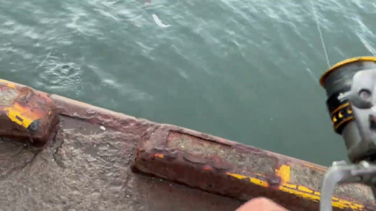 小樽厩岸壁のマメイカ釣り　Squid fishing in Otaru