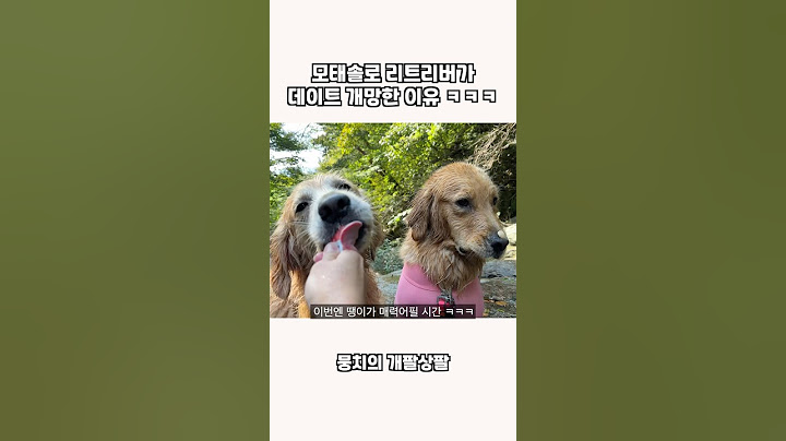 모태솔로 리트리버가 데이트 개망한 이유 ㅋㅋㅋ