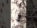 The queen ant leads her colony in search of food 🐜 #ants #antcolony #nature