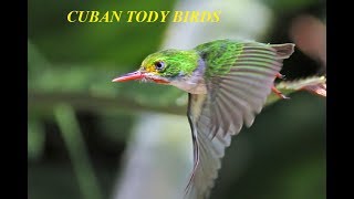 Download Lagu Most Stunningly Beautiful Top 48 Cuban Tody Small Birds In The World #48 MP3
