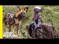 How Vultures Clean Up After Wild Dogs | Love Nature