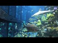 Virtual Visit: Inside the Giant Ocean Tank!