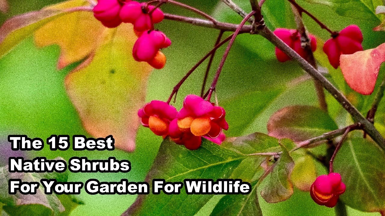 How to Make a Wildlife Friendly Hedge - The BEST Native Shrubs to Plant
