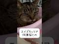 大量吐血から4日目。とのの呼吸が苦しそう。体温34℃。私はただただ祈るしかなかった、命が繋がりますようにと #猫を救いたい #保護猫との#とのの帽子 #かわいい猫