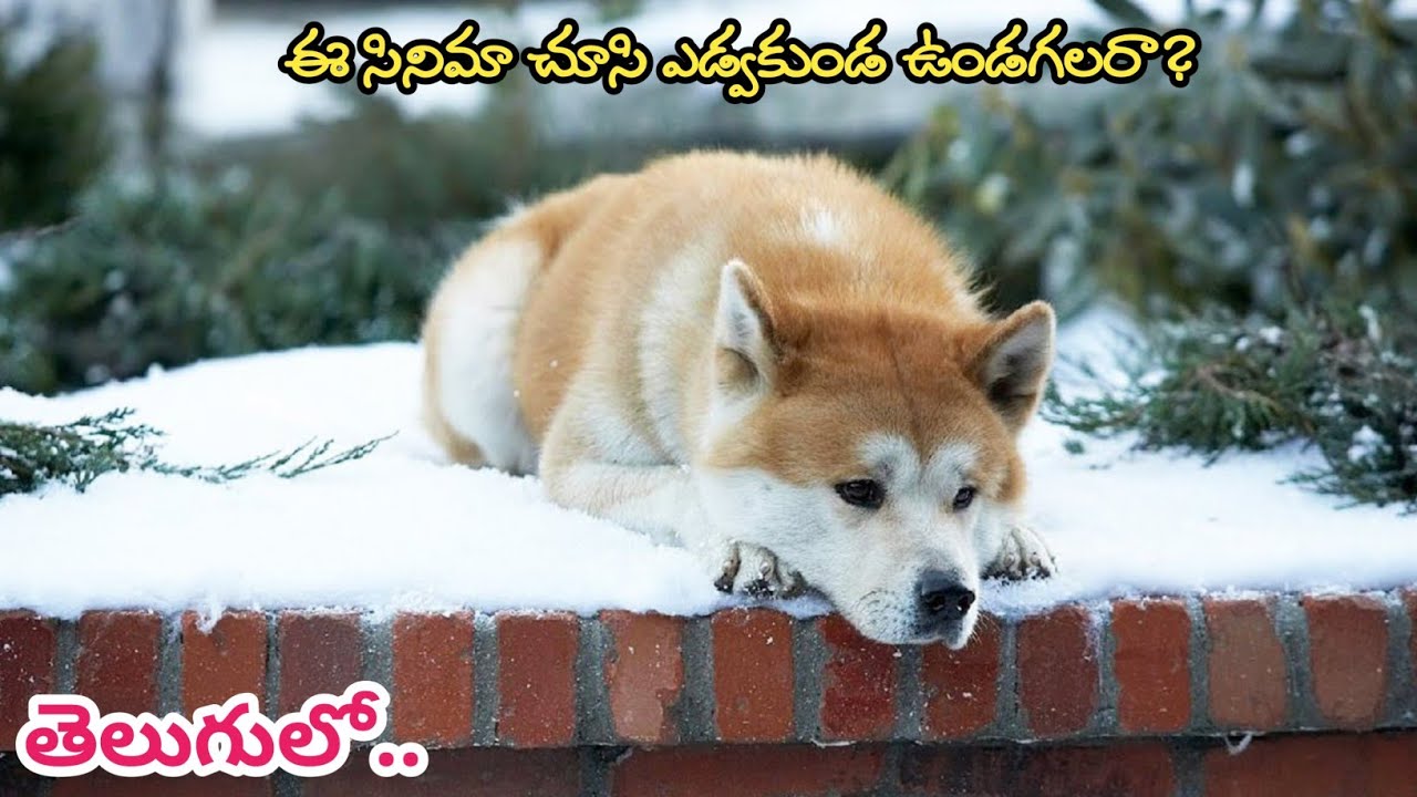 చనిపోయే వరకు తన యజమాని కోసం ఎదురుచూసే Dog KMKC Hachiko Movie