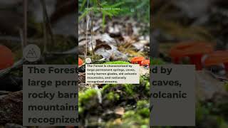 Hidden Gems of the National Forest System: Mark Twain National Forest 💎 #shorts