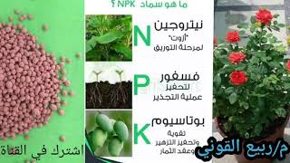 تسميد الNPK طريقة التسميد وأهمية إستخدامه للنباتات المختلفة