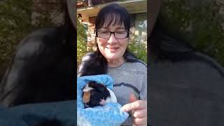 Why you need to know about guinea pig whiskers