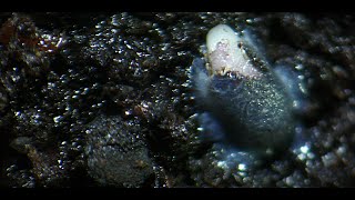 Holy Basil (Tulsi) seed germination time lapse