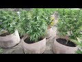 Grow Marijuana: Many Marijuana Strains in Light Dep Greenhouses
