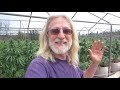Grow Marijuana: Many Marijuana Strains in Light Dep Greenhouses