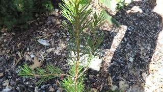 Pinus bungeana borovice Bungeova