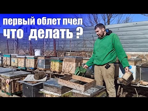 Пчеловодство Первый облет пчел весной что делать? Весенняя ревизия пчел