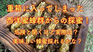 ニホンミツバチの重箱に入ってしまった西洋蜜蜂群からの採蜜！ 重箱