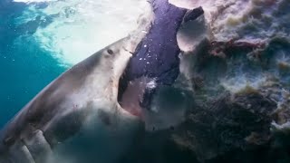 Sharks Feast On Whale | Blue Planet II | BBC Earth