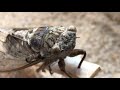 Cicala trovata la scorsa estate già morta sul balcone e che si è perfettamente conservata