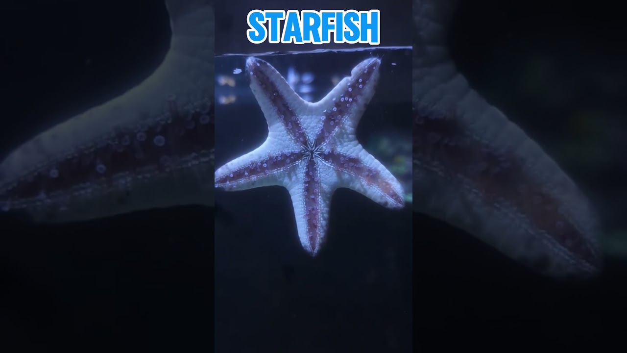 Animals with the most eyes👀