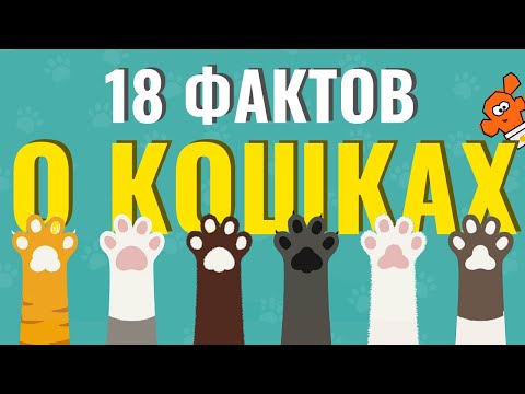 18 самых интересных фактов о кошках