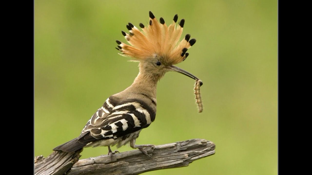 Hoopoe sound  || The most beautiful sound of Hoopoe bird...|| RELAXING SOUND.....