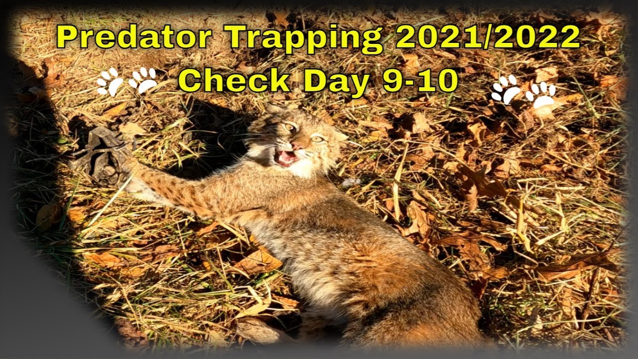 Predator Trapping 2021/2022. Season 2 Ep. 4 Trapping Coyotes Bobcats, 