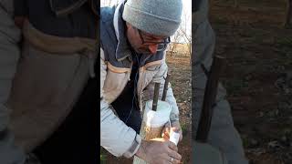 Cevizde kabuğa kalem aşı