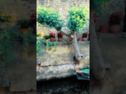 مسلم بيغ سام مين كان سبب بحارب فيها 