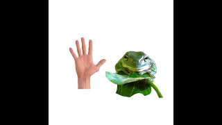 PET THE FROG
