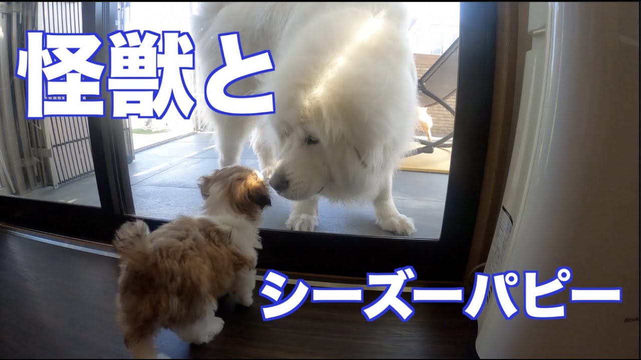 シーズーのパピーがかわいい