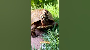 Official nostrils o’ joy #animalcommunicator #worldturtleday #turtle #boxturtle