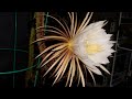 Queen for a night: Selenicereus grandiflorus aka the “Queen of the Night” Cactus in bloom May 2022