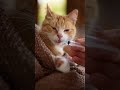 Salve la vida de este gato #music #dance  #animales