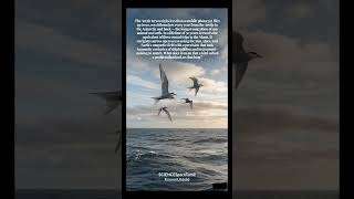 The Arctic Tern: A 2.4 Million Kilometer Journey #earth #shorts