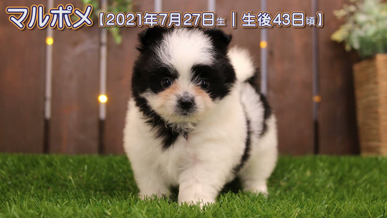 ポメ子 マルポメ 【2021年7月27日生・男の子】①/1 激カワ♥パンダ模様