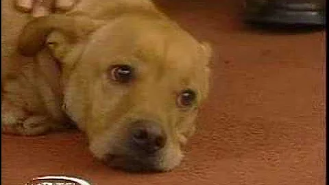 Faith the two legged dog