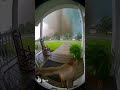 Monkey S Tornado Terror Caught On Doorbell Monkey S Tornado Terror Caught On Doorbell