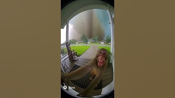 Monkey
