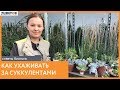 Виды суккулентов и уход за ними / Советы биолога компании 7ЦВЕТОВ