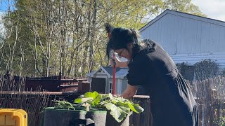 Pro-Mix Soil Delivery! // Two OKC’s; Bigger Pots // #localweedia