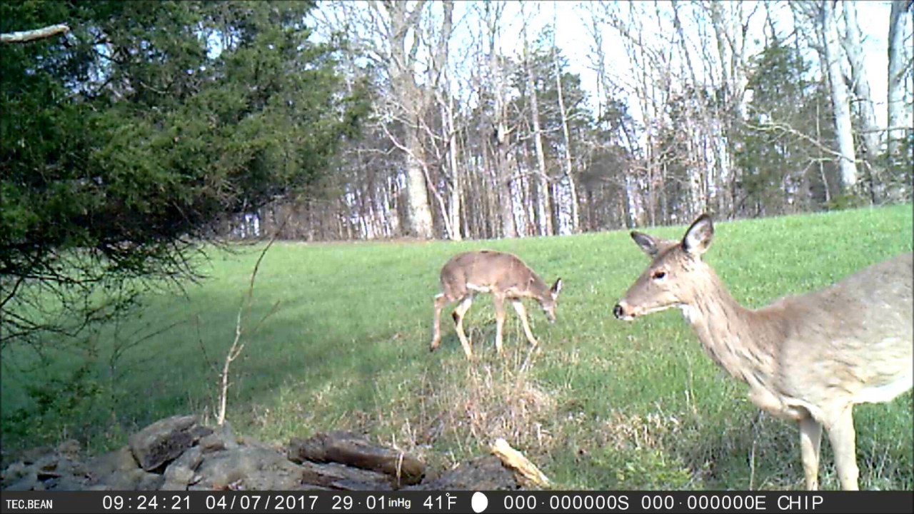 tec bean trail camera