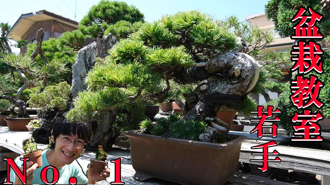 盆栽教室 若手No. 1 三島さんの盆栽見せてもらいました。 - YouTube