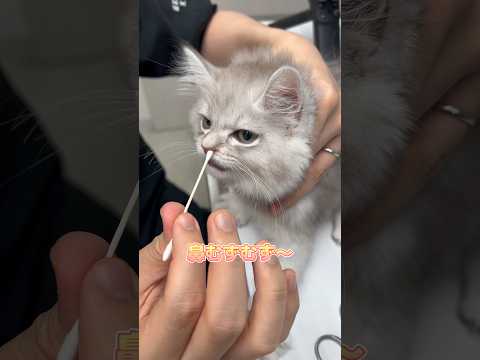 検査をイヤイヤながらも頑張るスコティッシュフォールド