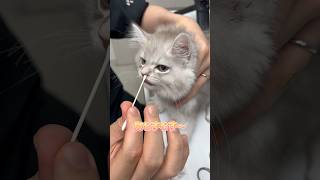 検査をイヤイヤながらも頑張るスコティッシュフォールド
