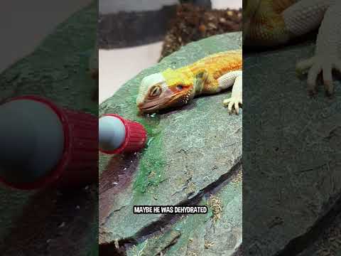 Video: Hvordan Tame Your Lizard (eller Reptile)