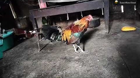 Gà 🐔 tơ vừa tập gãy ( nyuam qaib xyaum qua lawm )