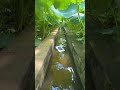 My iPhone 1st Test in real water 💫🧐🔥#shortsfeed #shorts
