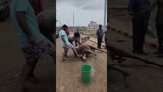 camel cattle qurbani viral youtubeshorts