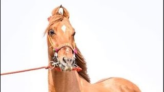 #kathiyawadi #horse #revalchal #kedi #surat #horse #love