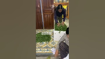 Hoa Cúc Giống Khánh Hòa A NHÀN SƯ Ra Trận Mầm Cúc Đại Đóa Pha Lê Xuất Nam Phong Nam Định 4/9/2025 ÂL