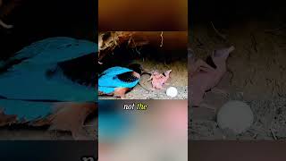 Whats Under The Mother Birds Butt