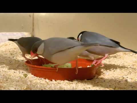 Java Sparrow